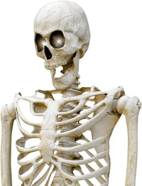 Gigantic Giant Skeleton 3 Meters