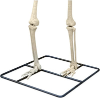 Gigantic Giant Skeleton 3 Meters